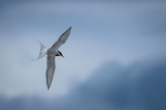 Elegant flyver