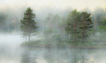 Morgenstund ved tjernet