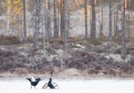 Morgenstemning i orreskogen