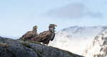 Kongen av haugen