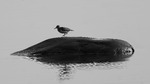 strandsnipe