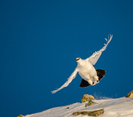 Take off
