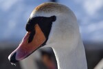 Svane 