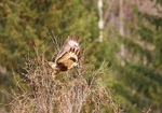 Fjellvåkens takeoff