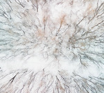 Vinter skog 