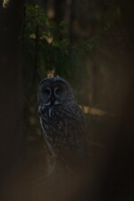 blikket