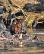 Mink