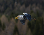 Fastfood for Gråhegre!