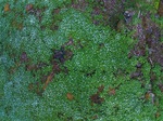 Hvitveistepper