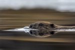 Bever speiling