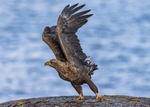 TakeOff