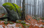Tåkeskogen