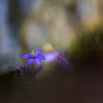 Blåveis blues