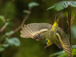 Eurasian Siskin Leaving