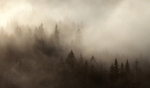 Tåkeskog