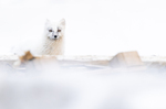 Byreven i Longyearbyen