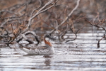 Svømmesnipe 