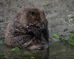 Bever