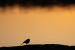 Linerle ved solnedgang