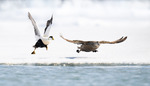 Ærfugler klar for take-off