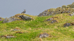 Northern Lapwing in Environment