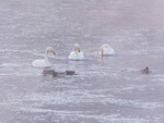 Samling i Begna 