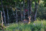 Rododendronbukken