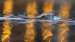 Bever i flammehav