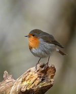 Fluffy Robin