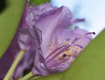 Rododendron 