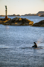 Spekkhogger og fiskekrkona