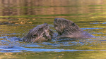 Bever kjærlighet 