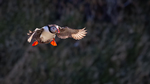 Landing