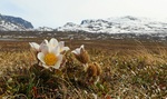 Mogopblomstring i Jotunheimen