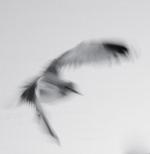 Feathers I