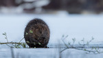 Bever på isen
