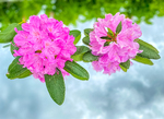 Rhododendron