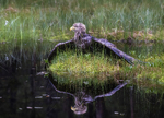 Våt havørn.