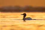 Toppdykker i en flott solnedgang