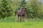 Elgokse i midtsommersol 
