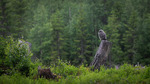 Alene i gammelskogen