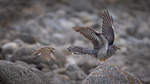 The foster parent and the Cuckoo