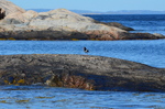 Sommer på kysten 