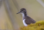 Strandsnipe
