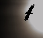 In to the light