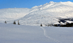 Ensomt skispor inn i fjellheim