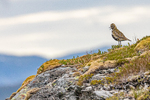 Heilo utpå fjellknausen