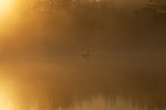 Kanadagås i morgensol