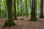Bøkeskogen