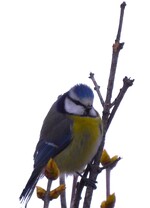 Vakker blåmeis